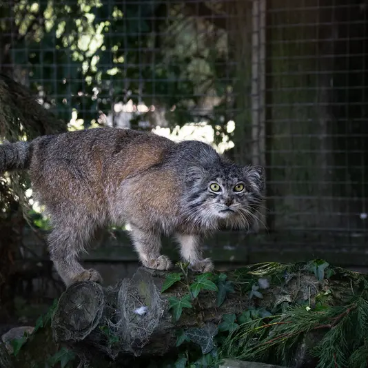 バナム動物園のクルキの写真