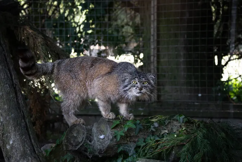 バナム動物園のクルキの写真