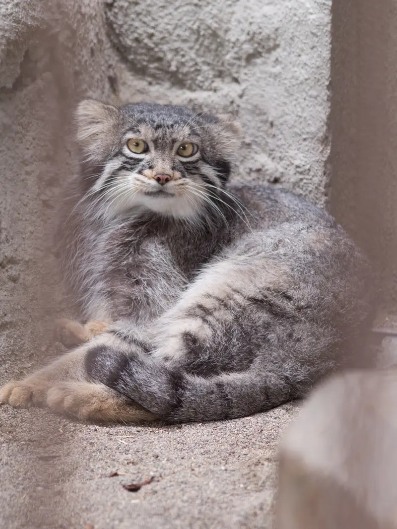 野毛山動物園のフィーガの写真