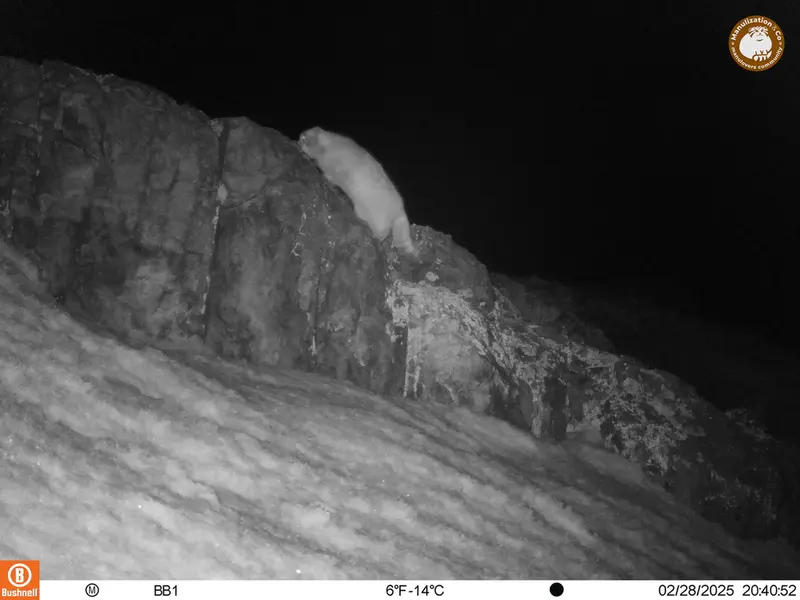 アクタス＝クンコラ［新］カメラトラップで撮影したOtocolobus manul manulの写真