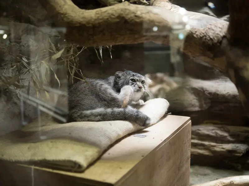 恩賜上野動物園のクリョンの写真