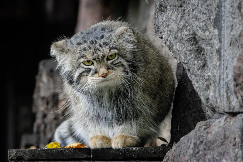 モスクワ動物園のティモフェイの写真