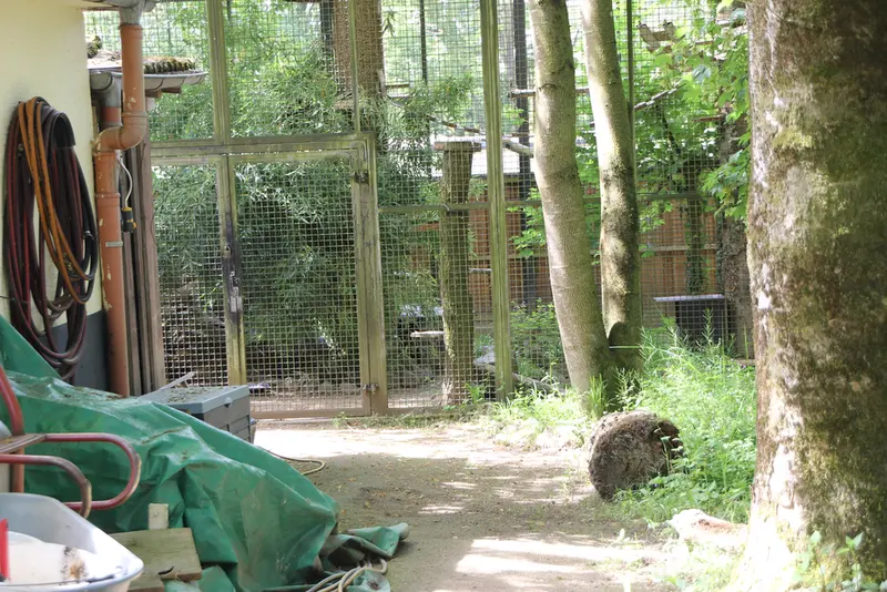 ノイヴィート動物園のマヌルネコの写真