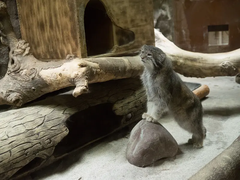 恩賜上野動物園のクリョンの写真