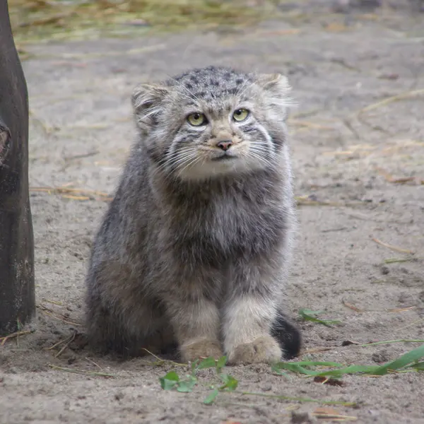 ノヴォシビルスク動物園のマヌルネコの写真