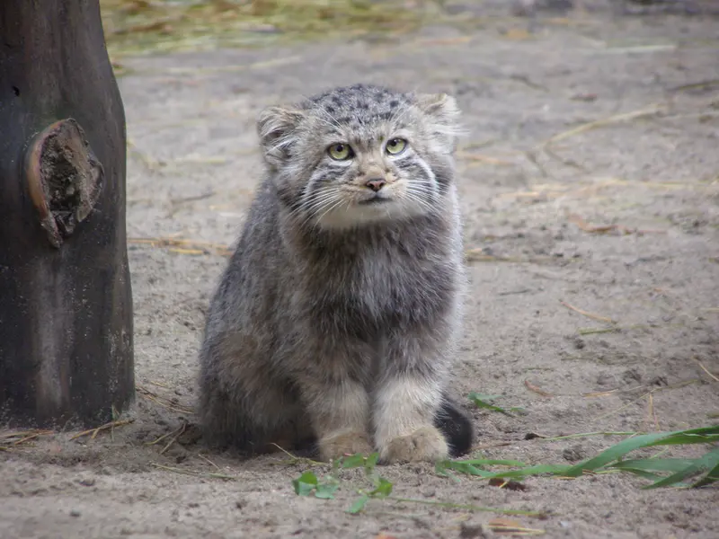 ノヴォシビルスク動物園のマヌルネコの写真