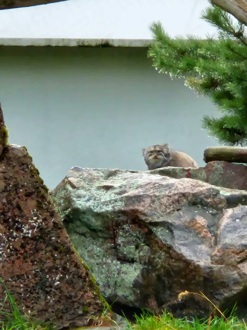 コルケアサーリ動物園のミミの写真