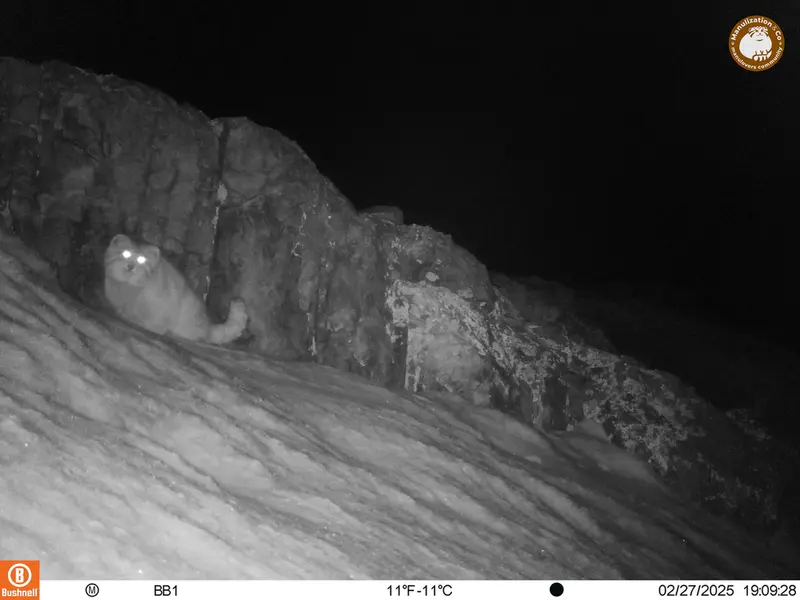 アクタス＝クンコラ［新］カメラトラップで撮影したOtocolobus manul manulの写真
