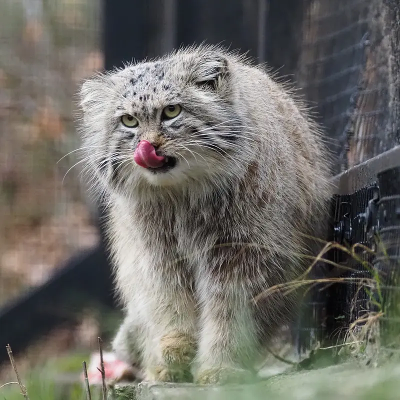 グダニスク動物園のマヌエルの写真
