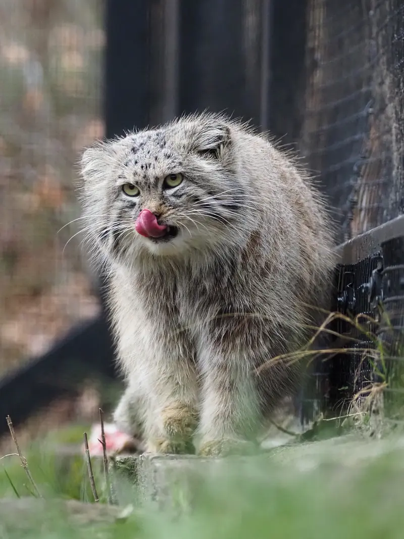 グダニスク動物園のマヌエルの写真