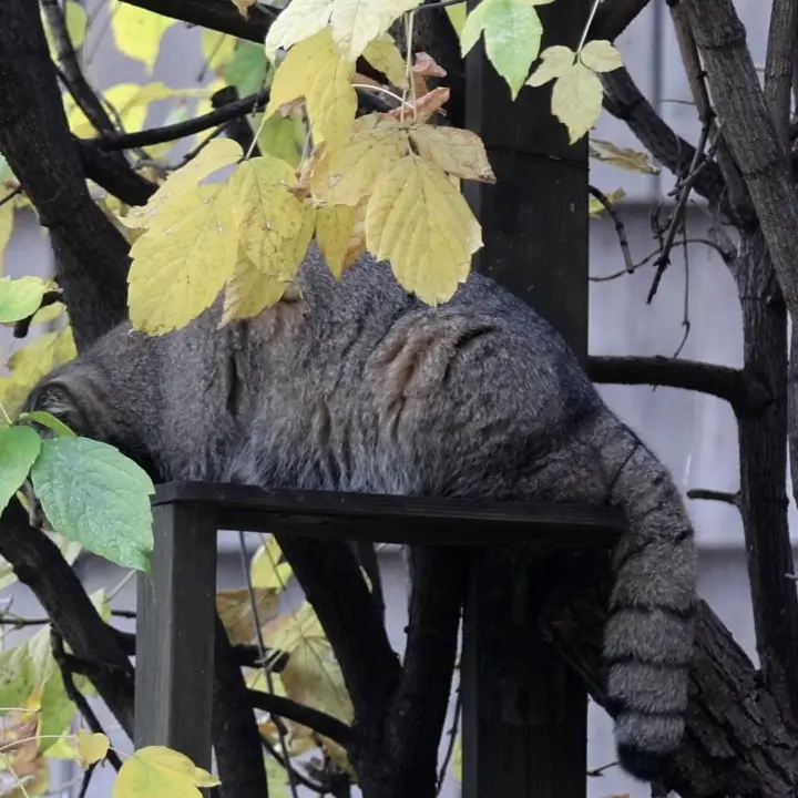 モスクワ動物園のティモフェイの写真