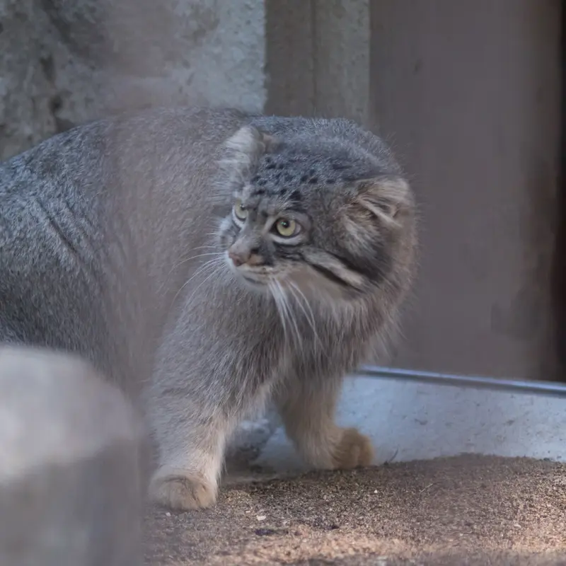 野毛山動物園のフィーガの写真