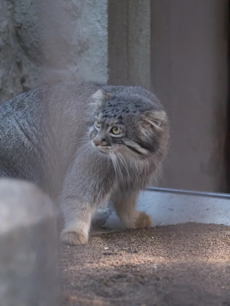 野毛山動物園のフィーガの写真