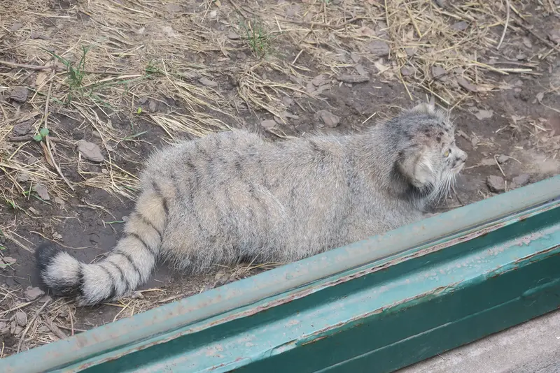 ブダペスト動物園・植物園のボリス Ⅱの写真