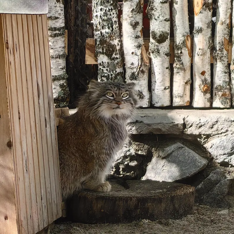 ノヴォシビルスク動物園のスネジンカの写真