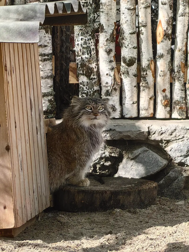 ノヴォシビルスク動物園のスネジンカの写真