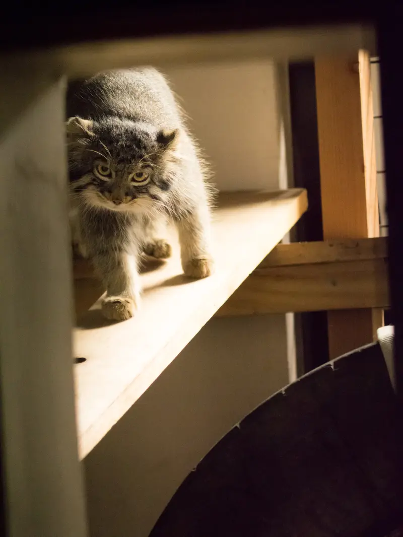 野毛山動物園のフィーガの写真
