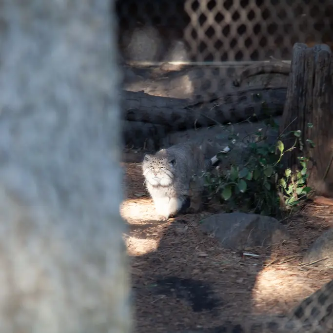 プロスペクト・パーク動物園のバトゥの写真