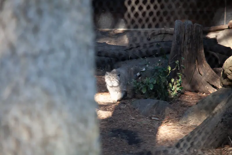 プロスペクト・パーク動物園のバトゥの写真