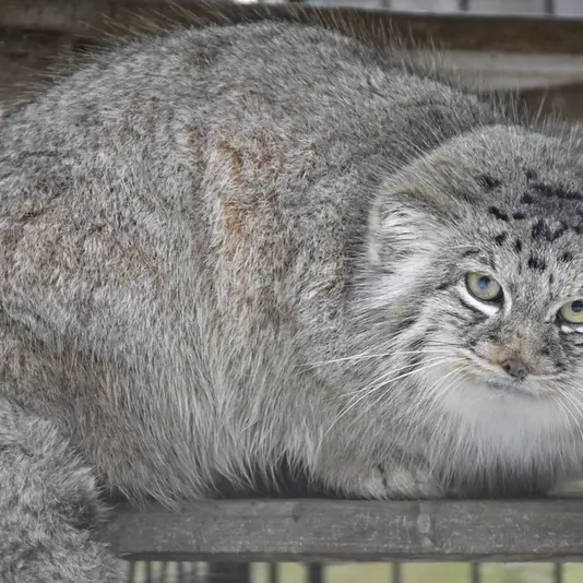 イフラヴァ動物園のマイリーの子（2016年生まれ）の写真