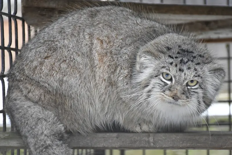 イフラヴァ動物園のマイリーの子（2016年生まれ）の写真