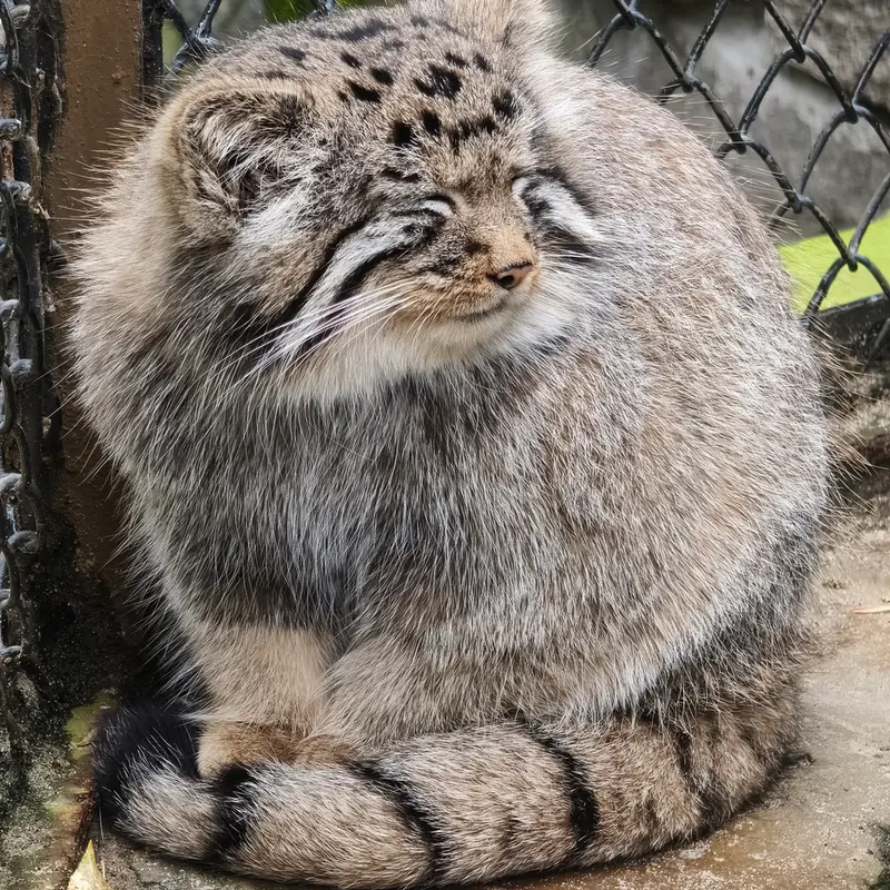 ノヴォシビルスク動物園のイヴの子（2026年生まれ）Ⅳの写真