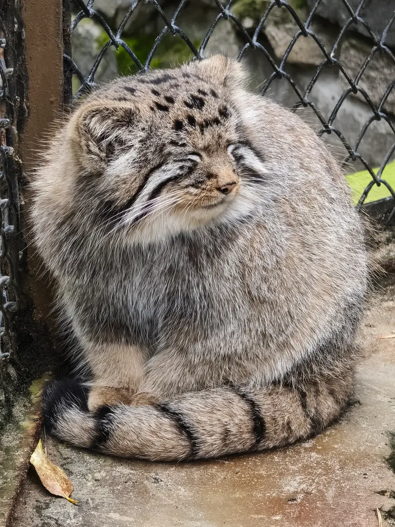 ノヴォシビルスク動物園のイヴの子（2026年生まれ）Ⅳの写真