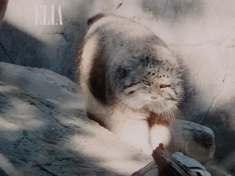 カルガリー動物園 / ワイルダー研究所のオラフの写真