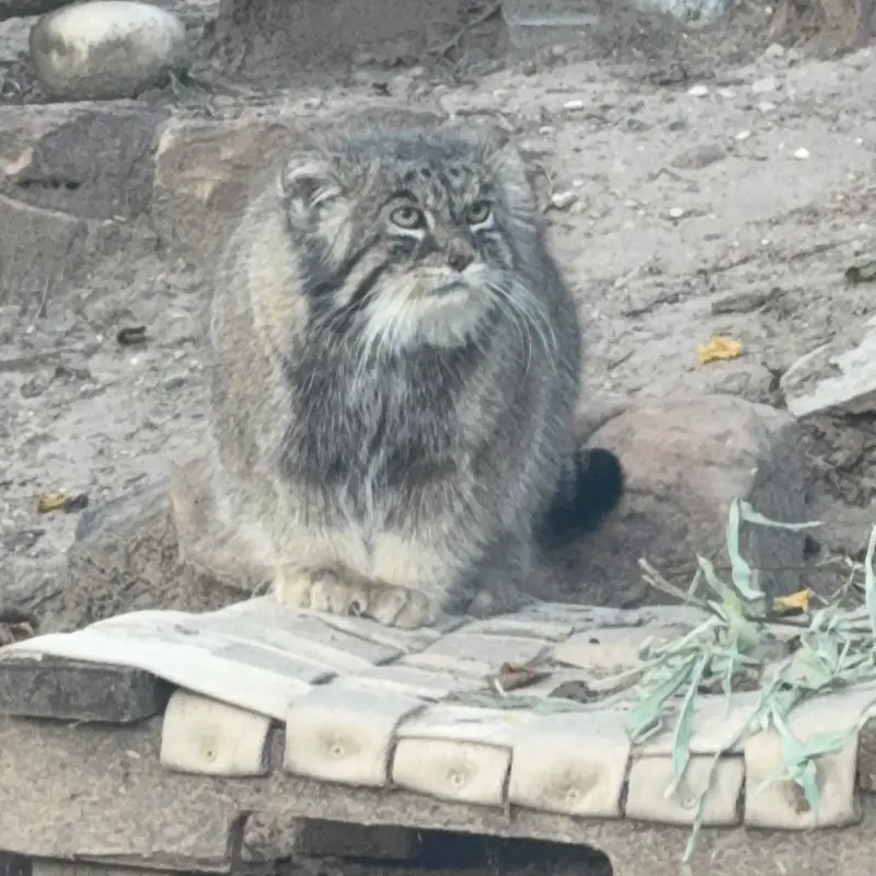 プエブロ動物園のタイ・チーの写真
