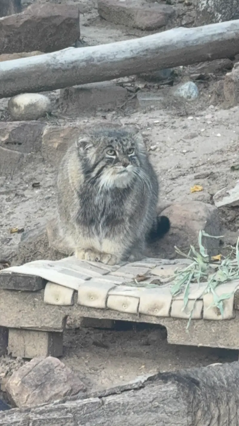 プエブロ動物園のタイ・チーの写真