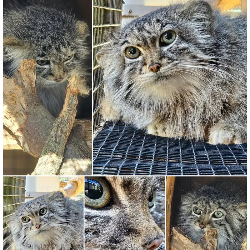 ミラー・パーク動物園のノゾミの写真