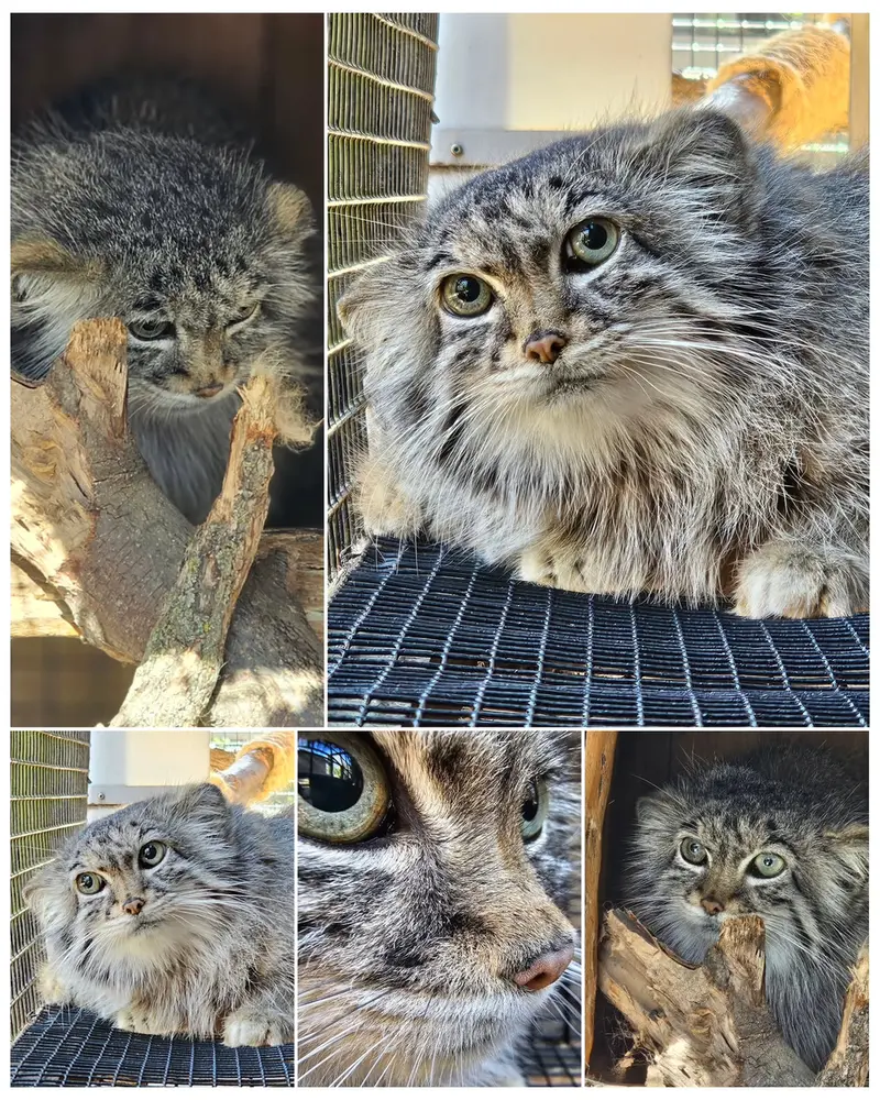 ミラー・パーク動物園のノゾミの写真