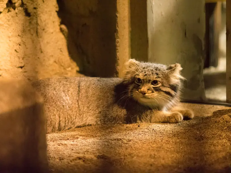 野毛山動物園のフィーガの写真