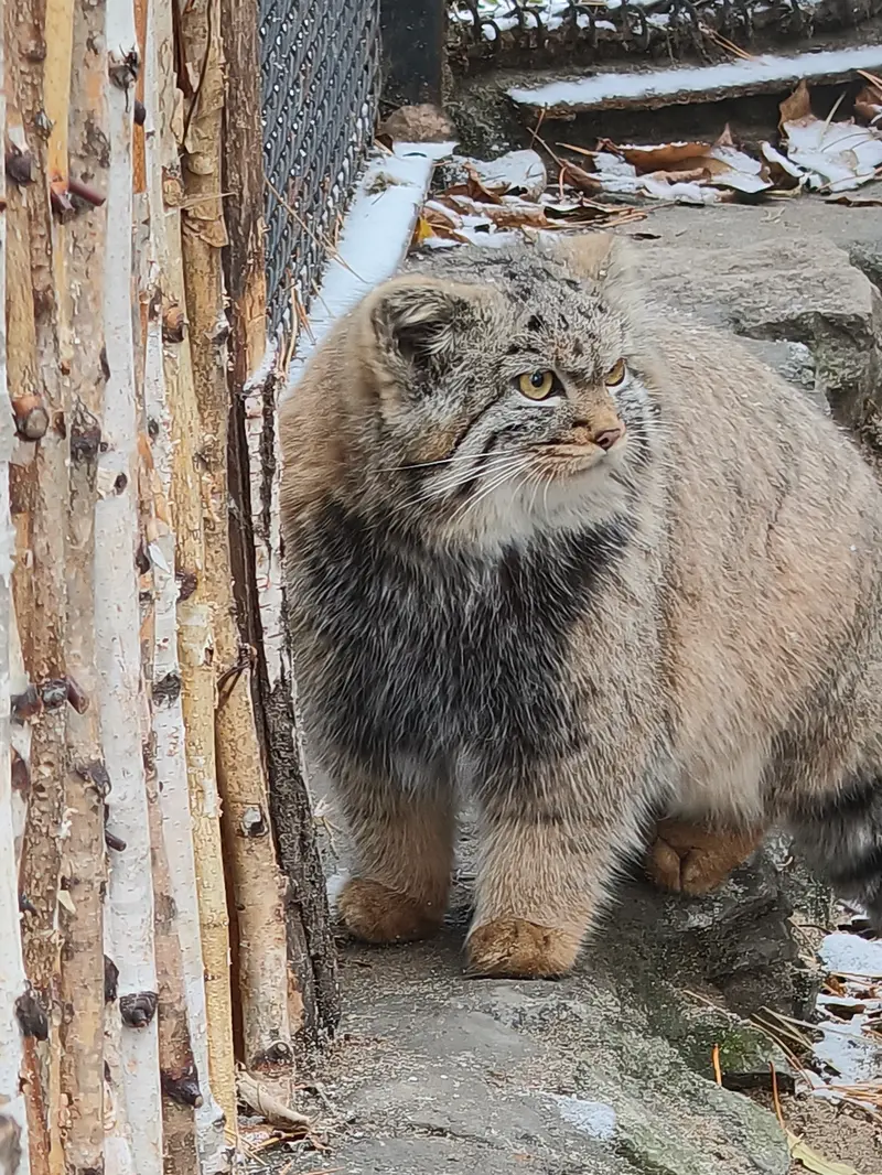 ノヴォシビルスク動物園のアデルの娘（2026年生まれ）Ⅱの写真