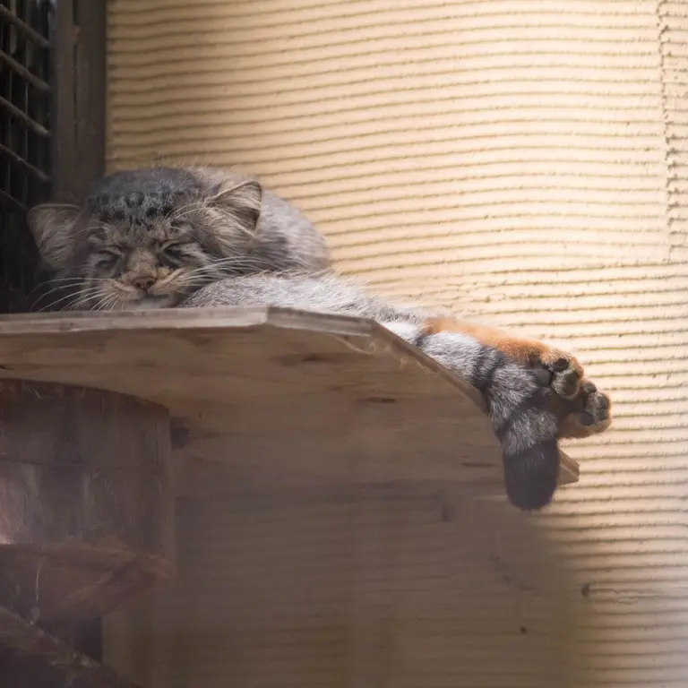 旭山動物園のヒデの写真