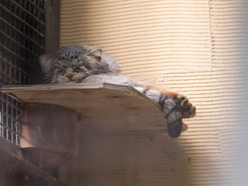 旭山動物園のヒデの写真