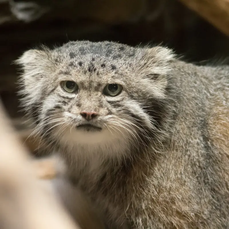 恩賜上野動物園のクリョンの写真