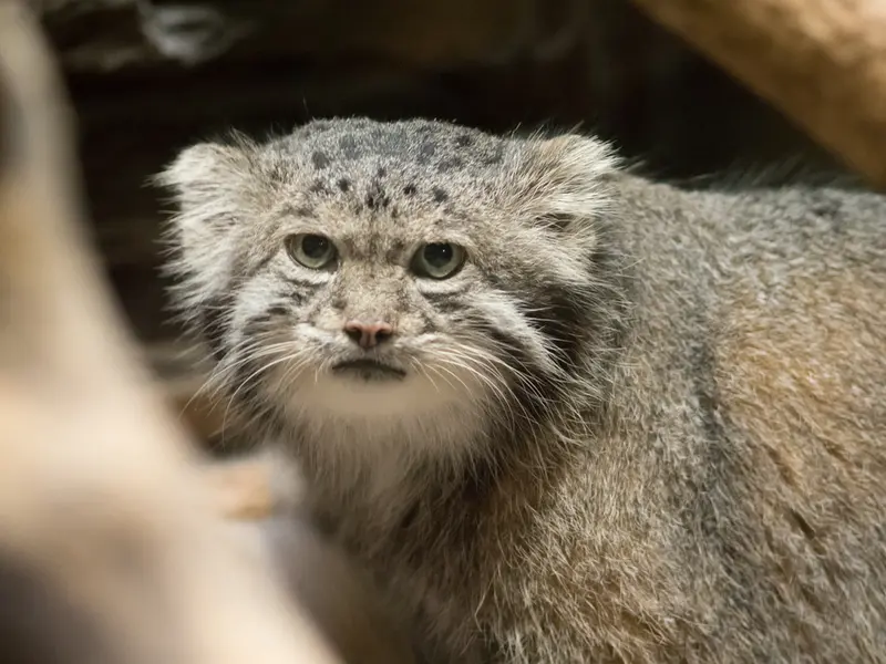 恩賜上野動物園のクリョンの写真