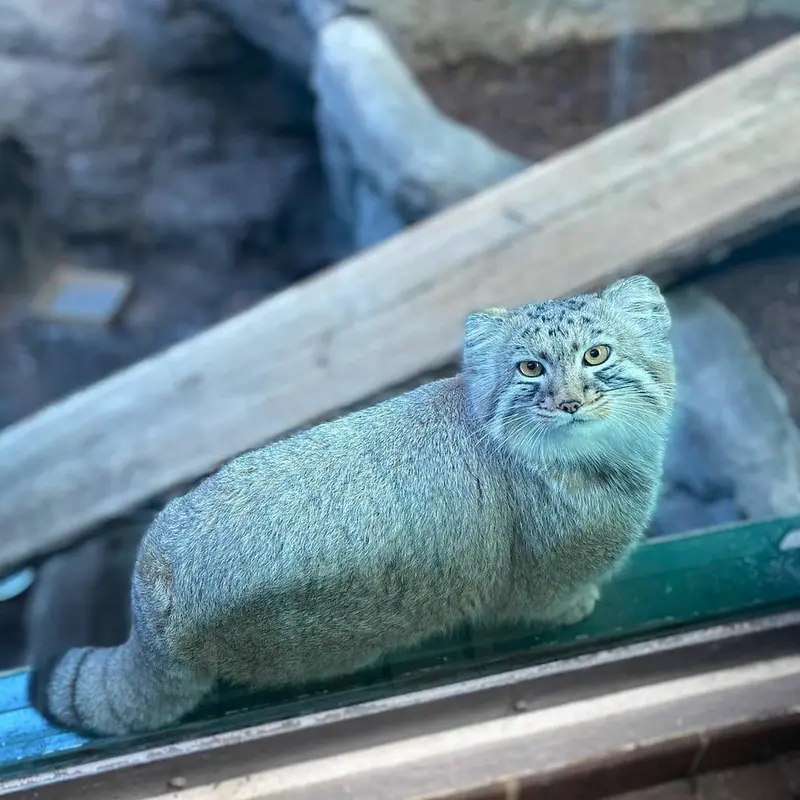 バーミングハム動物園のミダスの写真