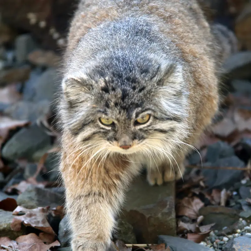 オストラヴァ動物園のモイラの写真