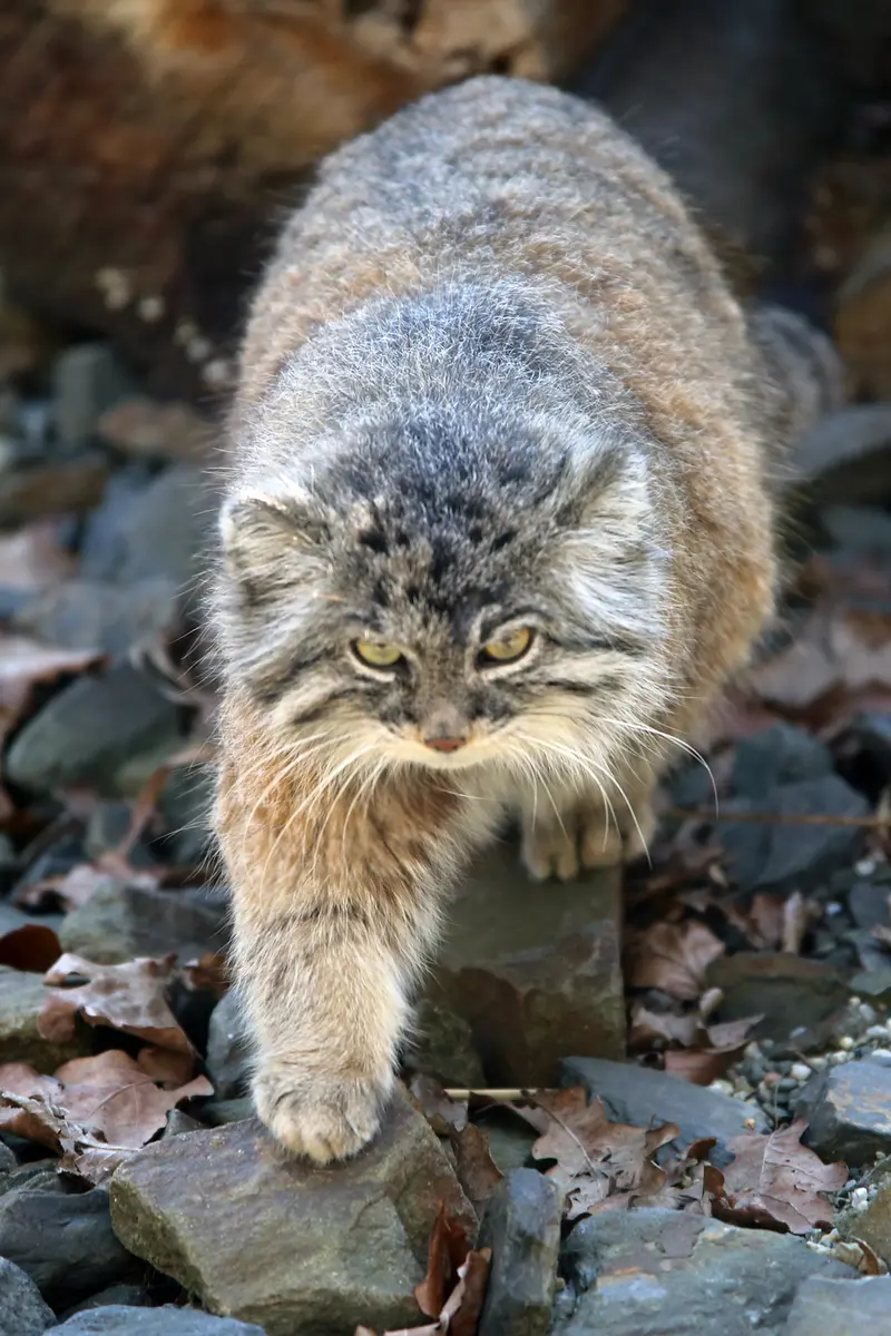 オストラヴァ動物園のモイラの写真