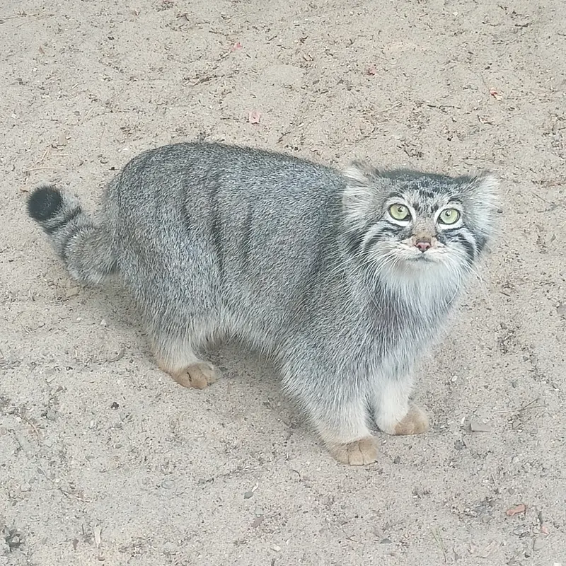 ノヴォシビルスク動物園のマヌルネコの写真