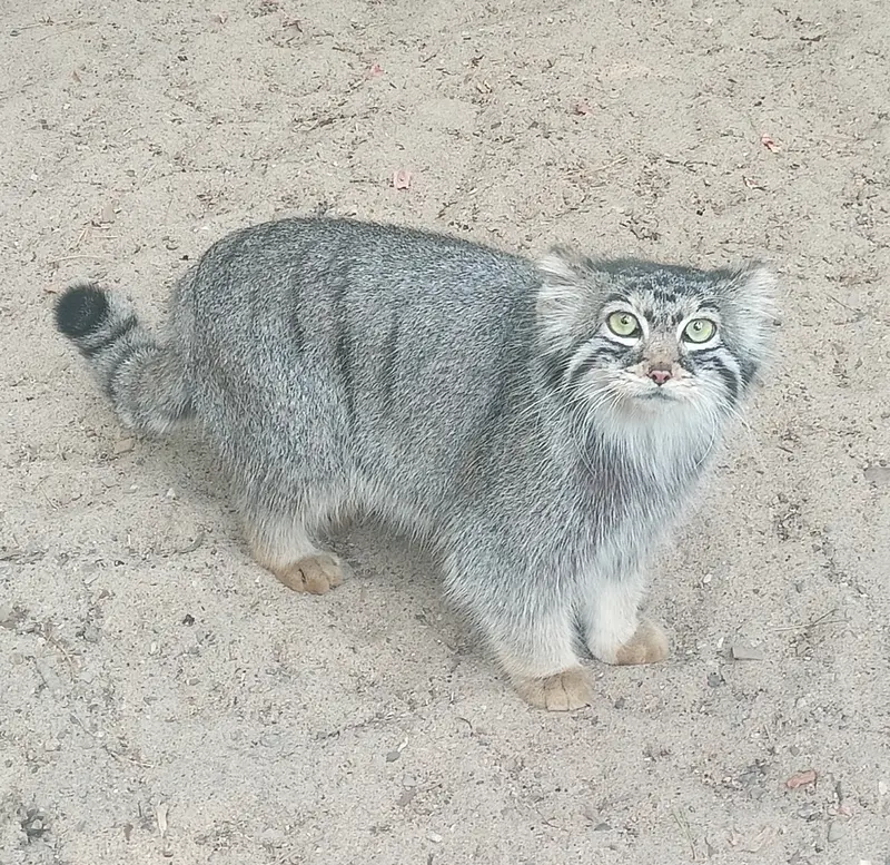 ノヴォシビルスク動物園のマヌルネコの写真