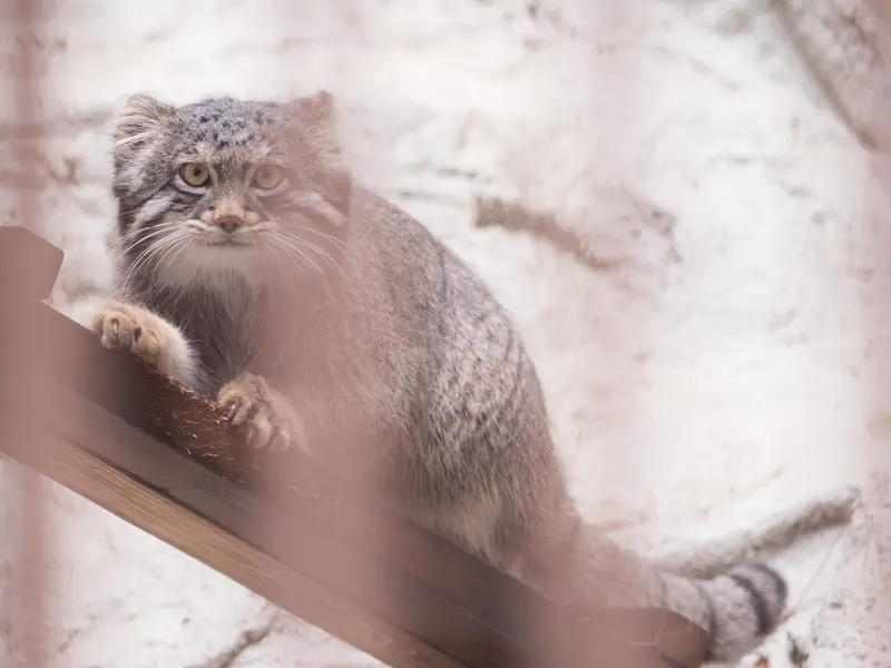 野毛山動物園のフィーガの写真