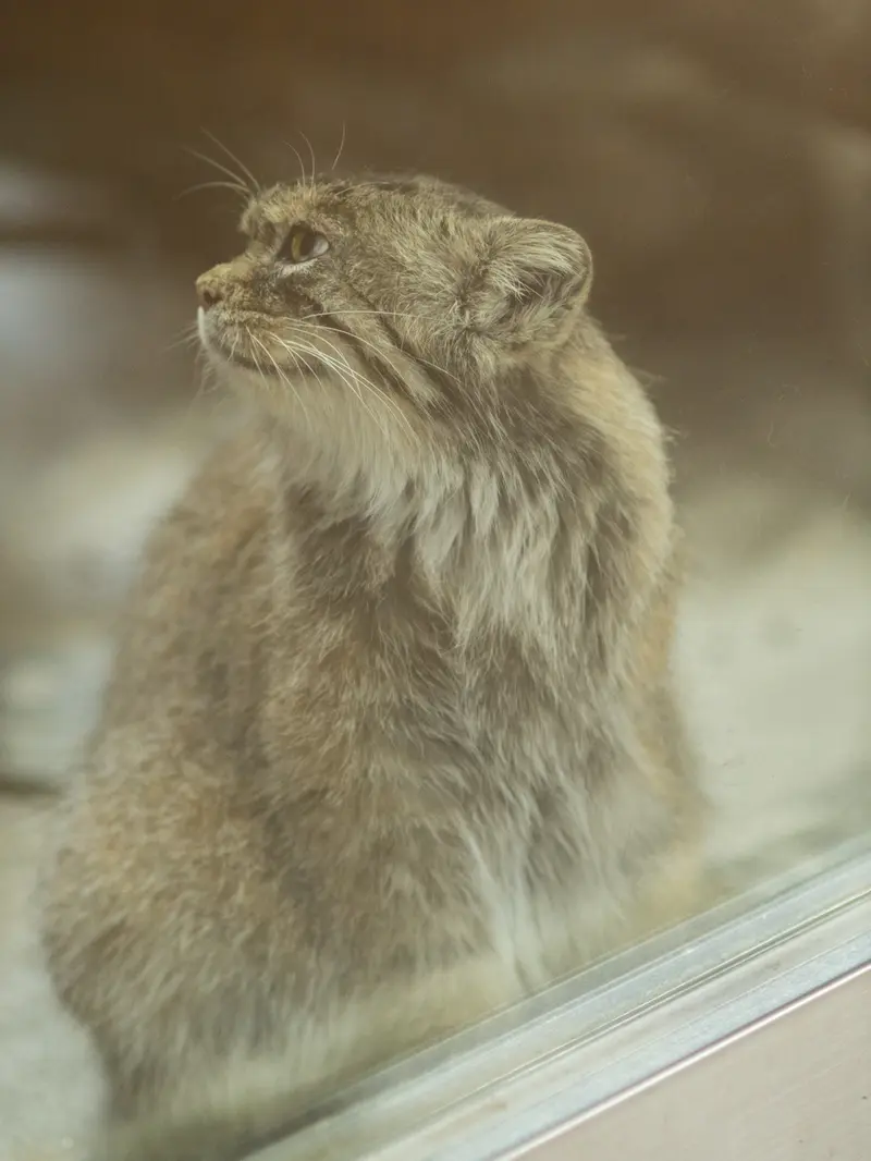恩賜上野動物園のプリームラの写真