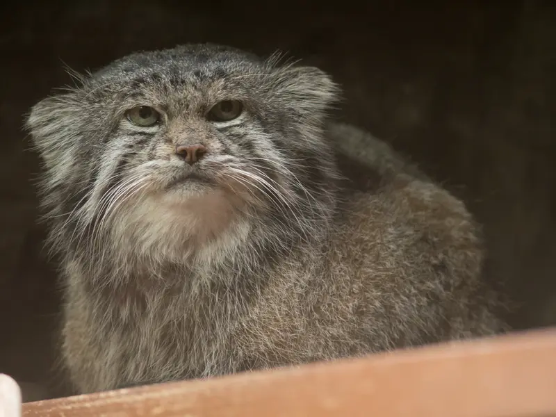 恩賜上野動物園のクリョンの写真
