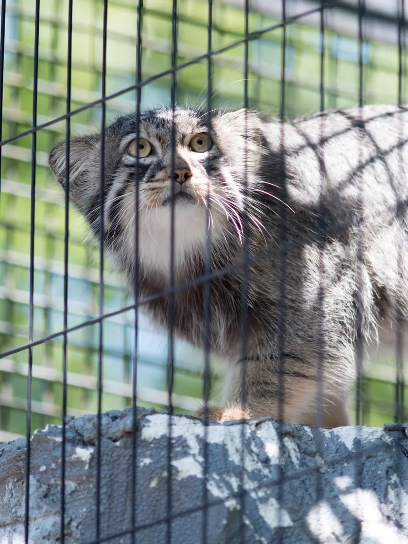 旭山動物園のヒデの写真