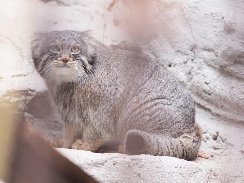 野毛山動物園のフィーガの写真