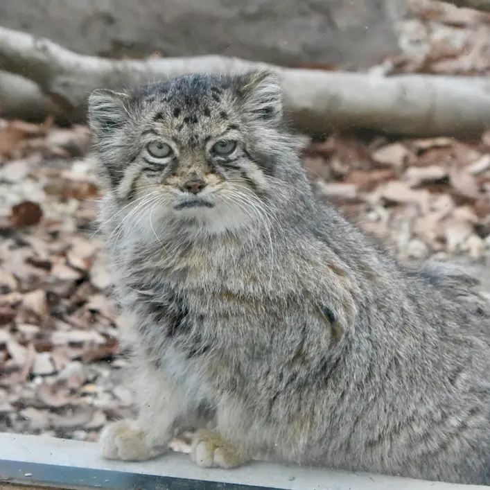 埼玉県こども動物自然公園のタビーの写真