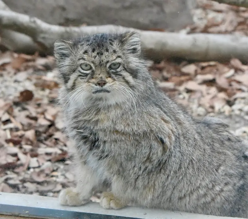 埼玉県こども動物自然公園のタビーの写真